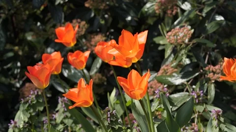 A slow motion of a daffodil in Vienna Stock Footage 136193025