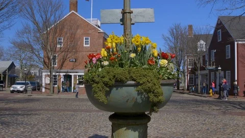 Slow Motion of Daffodils at The Monument on Main Street During Daffodil Parade Stock Footage 87724641