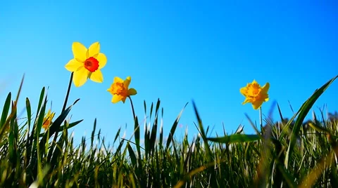 Slow Motion Daffodils in Spring, HD Stock-Footage 37975786