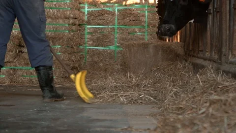 Slow Motion of dairy farmer cleaning a modern stable, while cows is eating. -Dan Stock Footage 102277060