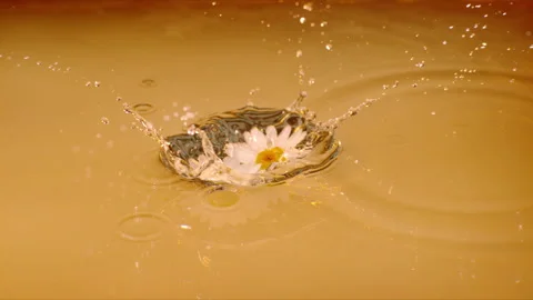Slow motion: Daisies falling into gold coloured liquid. UHD 29.97p Stock Footage 247962067