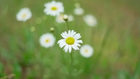 Slow motion of a daisies Stock Footage 91514219