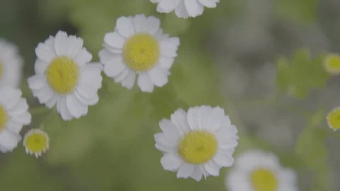 Slow Motion of Daisies Waving in Light Wind 스톡 동영상 91498484