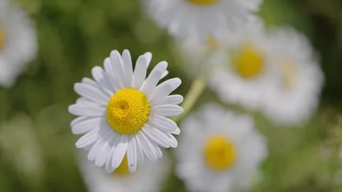 Slow-motion of a daisy flower moving in the breeze, springtime nature in the Stock Footage 295864677