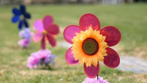 Slow Motion Daisy Spinning Flowers Stock Footage 114878426