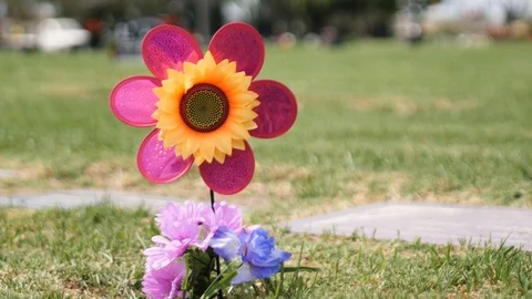 Slow Motion Daisy Spinning Stock Footage 114878477