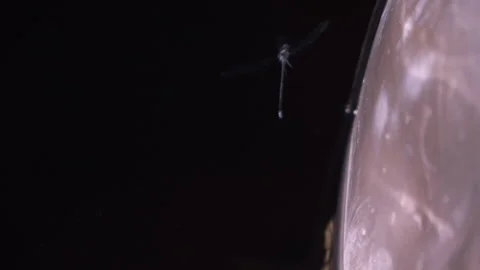 Slow motion damselfly taking flight in slow motion Stock Footage 161292767