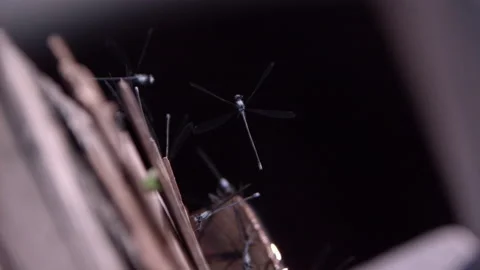 Slow motion damselfly taking flight at the end of a boat dock Stock Footage 161292913