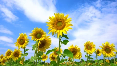 Slow motion dance of a sunflower field. Yellow sunflowers swaying on a wind. Stock-Footage 81623105