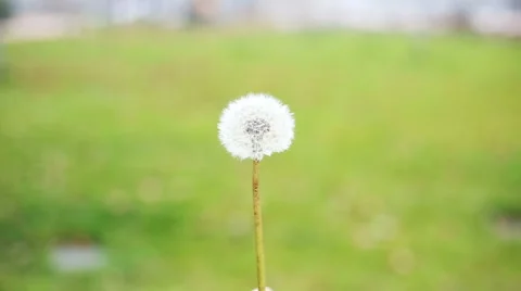 Slow motion of a Dandelion blowing in the wind Stock-Footage 57846815