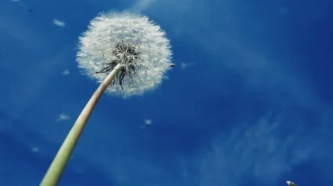 Slow Motion Dandelion Blowing In The Wind On A Clear Sunny Day Stock Footage 62251880