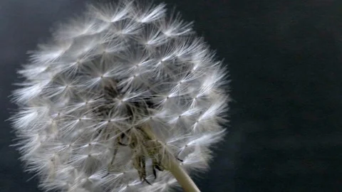 Slow motion dandelion close-up Stock Footage 129816221