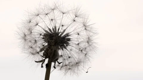 Slow motion dandelion close-up Video stock 129816227