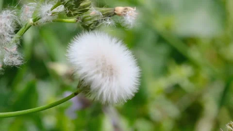 Slow motion of dandelion flower seeding blow,nature pollination,environment Stock Footage 189966482
