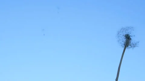 Slow motion dandelion flower seeds blown by wind, flying on blue sky background 스톡 동영상 311511409