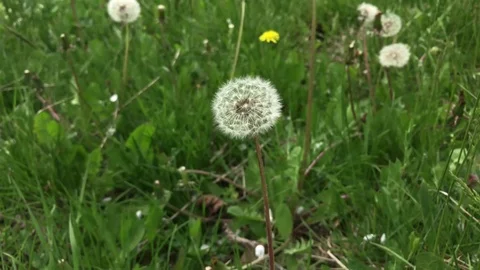 Slow motion dandelion flower on the wind Stock Footage 75814645