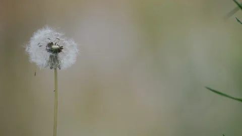 Slow-motion of a dandelion swaying on the wind with a blurry background Stock-Footage 241137137