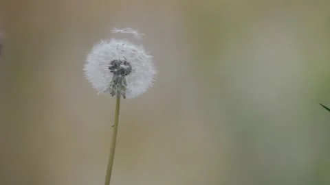 Slow-motion of a dandelion swaying on the wind with a blurry background 스톡 동영상 241137167