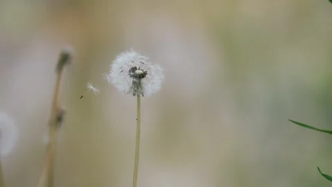 Slow-motion of a dandelion swaying on the wind with a blurry background Stock-Footage 241137168