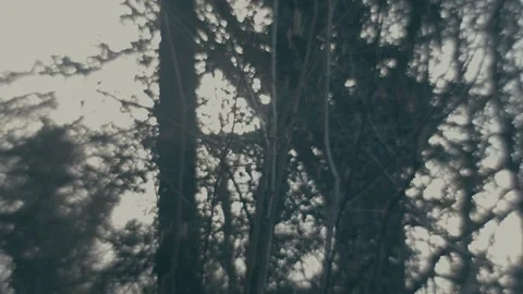 Slow Motion Dark Silhouette Forest Stock Footage 236149649