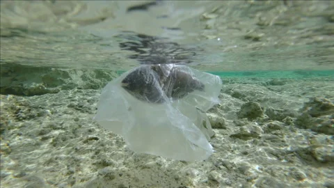 Slow motion, is dead Parrotfish drifting in plastic bag under surface of water 動画素材 169797635