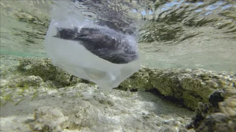 Slow motion, is dead Parrotfish drifting in plastic bag under surface of water Video stock 170010359