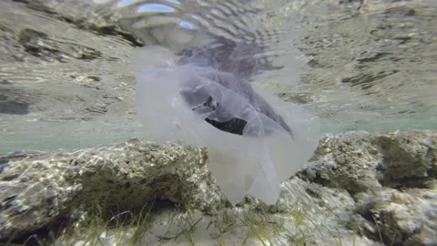 Slow motion, is dead Parrotfish drifting in plastic bag under surface of water  Video stock 170077171