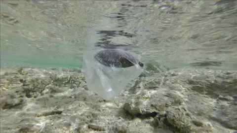 Slow motion, is dead Parrotfish drifting in plastic bag under surface of water  Vídeo Stock 170221866