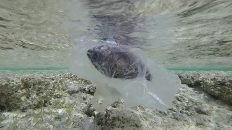 Slow motion, is dead Parrotfish drifting in plastic bag under surface of water  Vídeo Stock 170956696