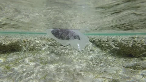 Slow motion, is dead Parrotfish drifting in plastic bag under surface of water   Video stock 172064164