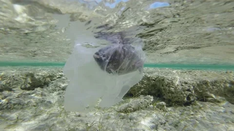 Slow motion, is dead Parrotfish drifting in plastic bag under surface of water i Vídeo Stock 172240416
