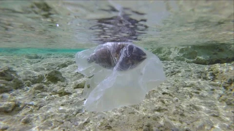 Slow motion, is dead Parrotfish drifting in plastic bag under surface of water   動画素材 219213798