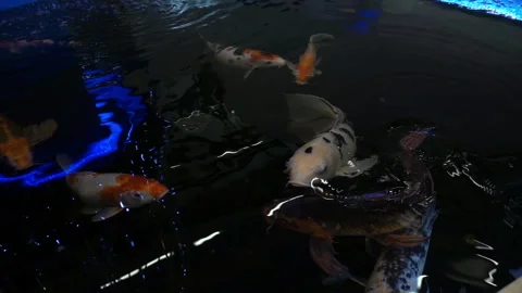 Slow motion of decorative carps fish or koi swimming in dark water. Stock Footage 101058637