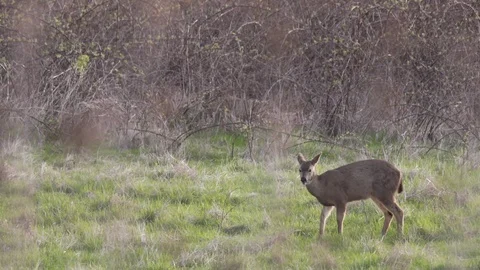 Slow motion deer Stock Footage 74901153