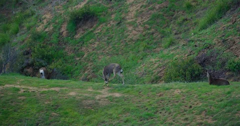 Slow motion of deer in Griffith Park in Los Angeles, California Stock Footage 115078431