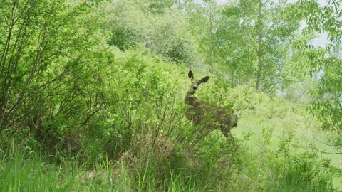 Slow motion deer looking through bushes on green mountain forested hill sides Stock Footage 204766313