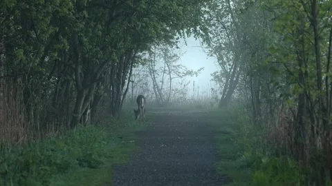Slow Motion Deer Walking Through Misty Forest at Dawn Stock Footage 337201962