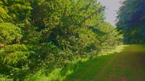Slow motion dense evergreen branches and green foliage closeup Stock Footage 340437831