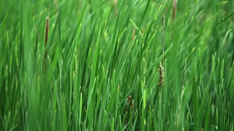 Slow Motion of Dense Marsh Vegetation and Cattails in Gentle Wind Stock Footage 340338924