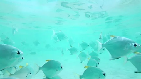 Slow Motion Dense School Of Silver Fish Swimming in blue water Stock Footage 329627814