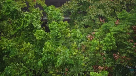 Slow motion of dense tree canopy shaking under typhoon winds Stock Footage 312408224