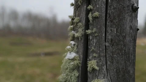 Slow motion descending view of old wooden post with snow flakes settling Stock Footage 109517146