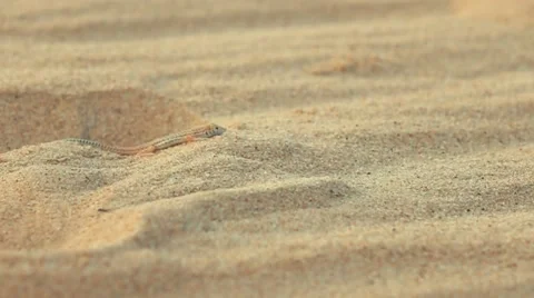 Slow Motion - Desert lizard Stock Footage 68603847