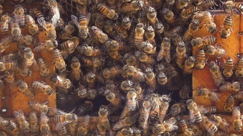 Slow motion detail of crowded bee hive entrance with workers landing 250 fps Stock Footage 85513387