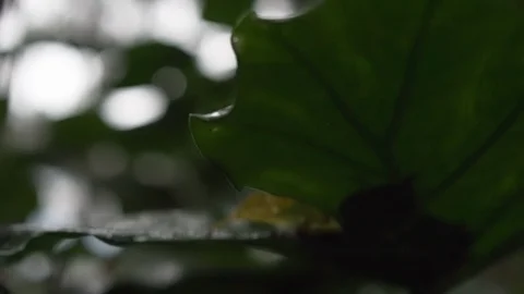 Slow motion: Dew drops on leaf and falls, forest background Video stock 104072485