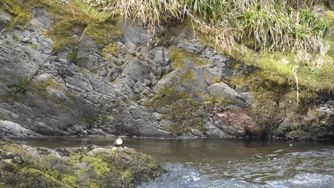 Slow motion Dipper Cinclus cinclus female dives from nest into river Stock Footage 98898560