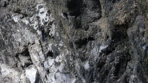 Slow motion Dipper Cinclus cinclus flies to nest to feed nestlings Stock Footage 98900559