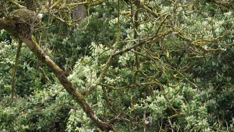 Slow motion dipper Cinclus cinclus flying to nest in tree Stock Footage 108055153