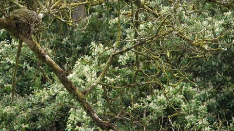 Slow motion Dipper Cinclus cinclus flies from nest to branch Stock Footage 108055183