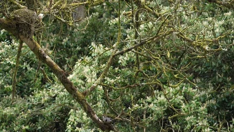 Slow motion Dipper Cinclus cinclus flies from branch to nest Stock Footage 108055201
